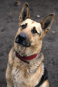 Tierheim Am See Eisenhüttenstadt Hunde